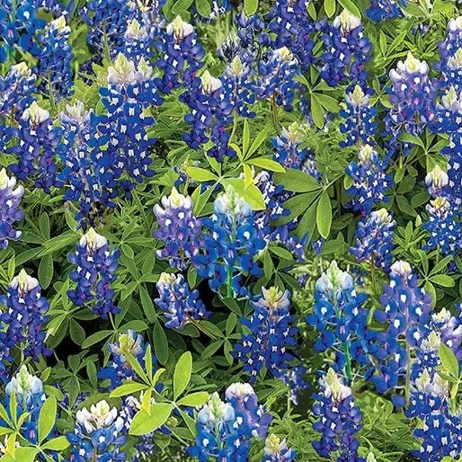Blue Bluebonnet Flowers Cotton Wideback Fabric per yard - Choice Fabrics14512W-55