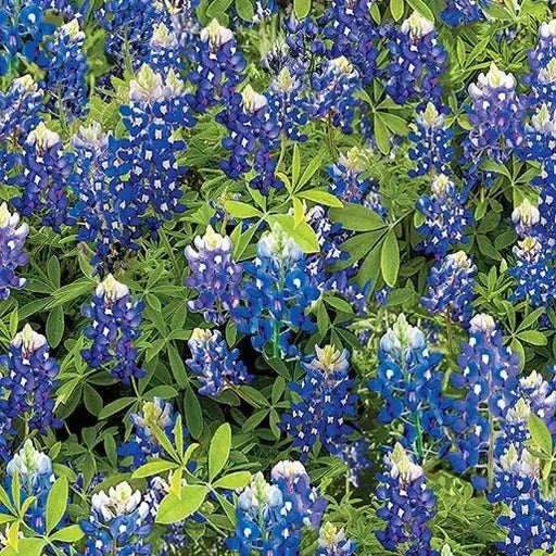 Blue Bluebonnet Flowers Cotton Wideback Fabric per yard - Choice Fabrics14512W-55
